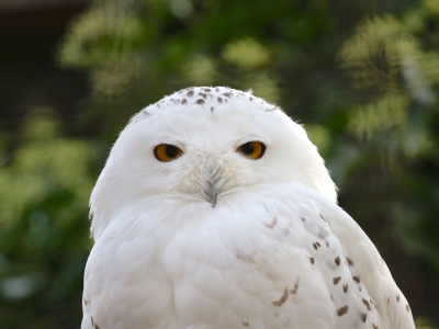 Sneeuwuil - De Zonnegloed - Dierenpark - Dieren opvangcentrum - Sanctuary